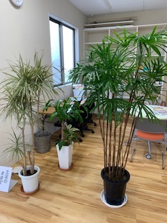 観葉植物