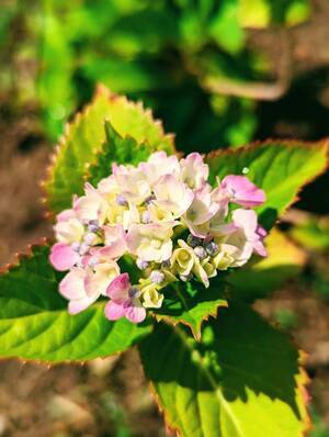 line_oa_chat_240614_114643_コピー