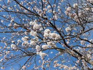 line_oa_chat_250409_133049_group_0_コピー