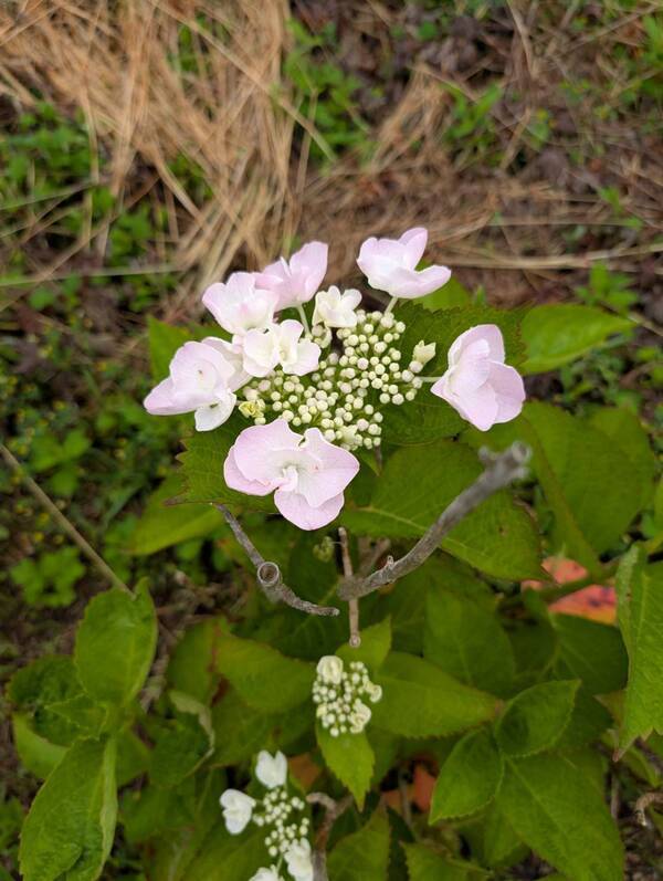 line_oa_chat_250611_095957_group_1_コピー