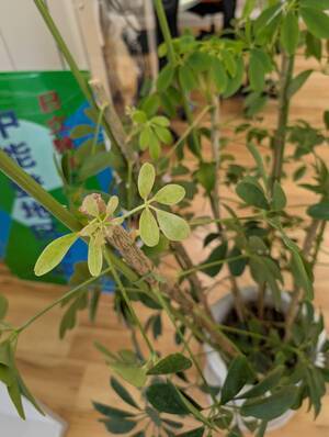 line_oa_chat_250818_112448_group_0_コピー