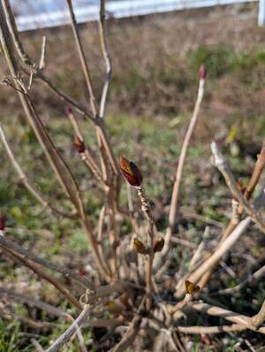 line_oa_chat_260309_101849_コピー